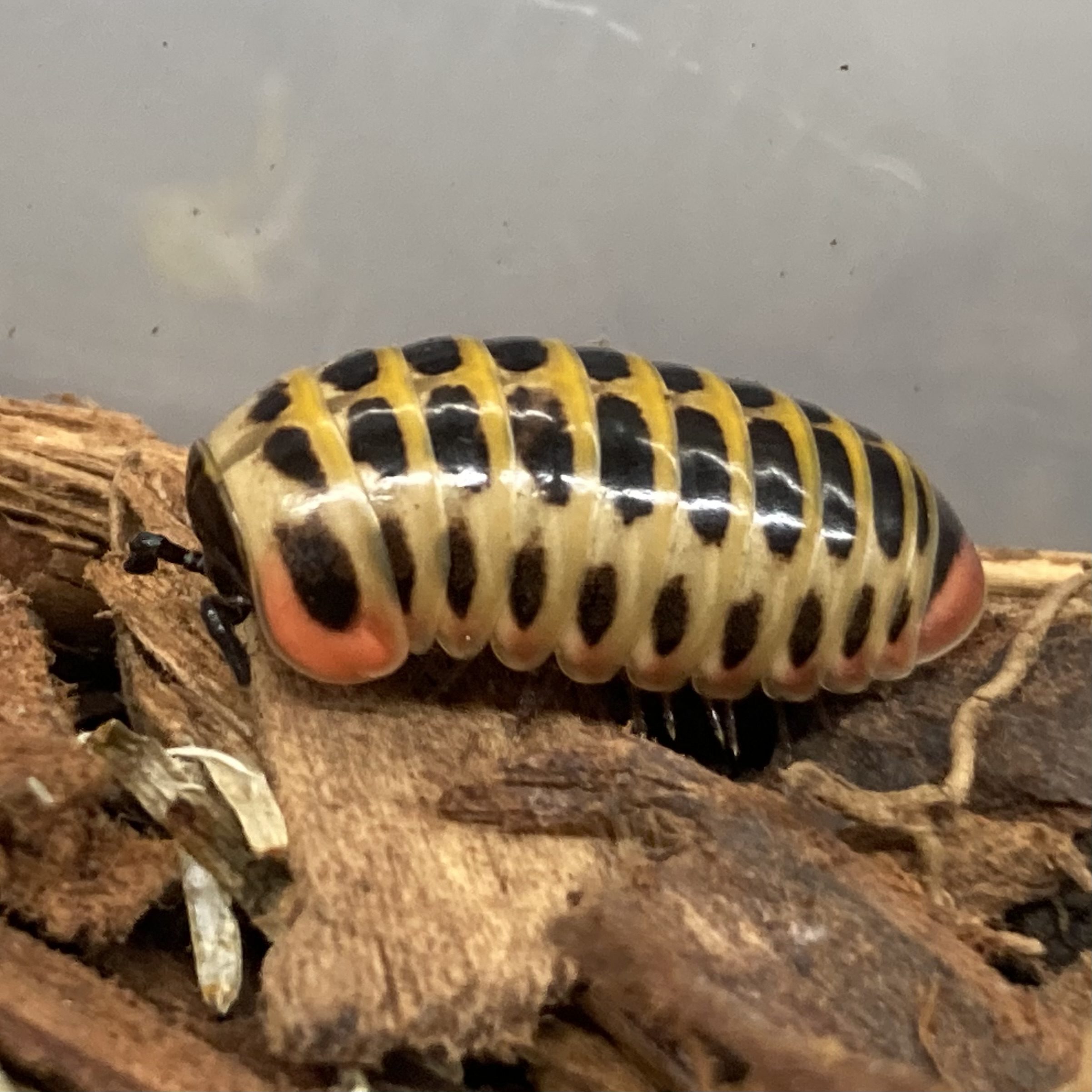 WC Candy Ball Pill Millipede