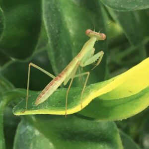 CB Malaysian Shield Mantis (RS)