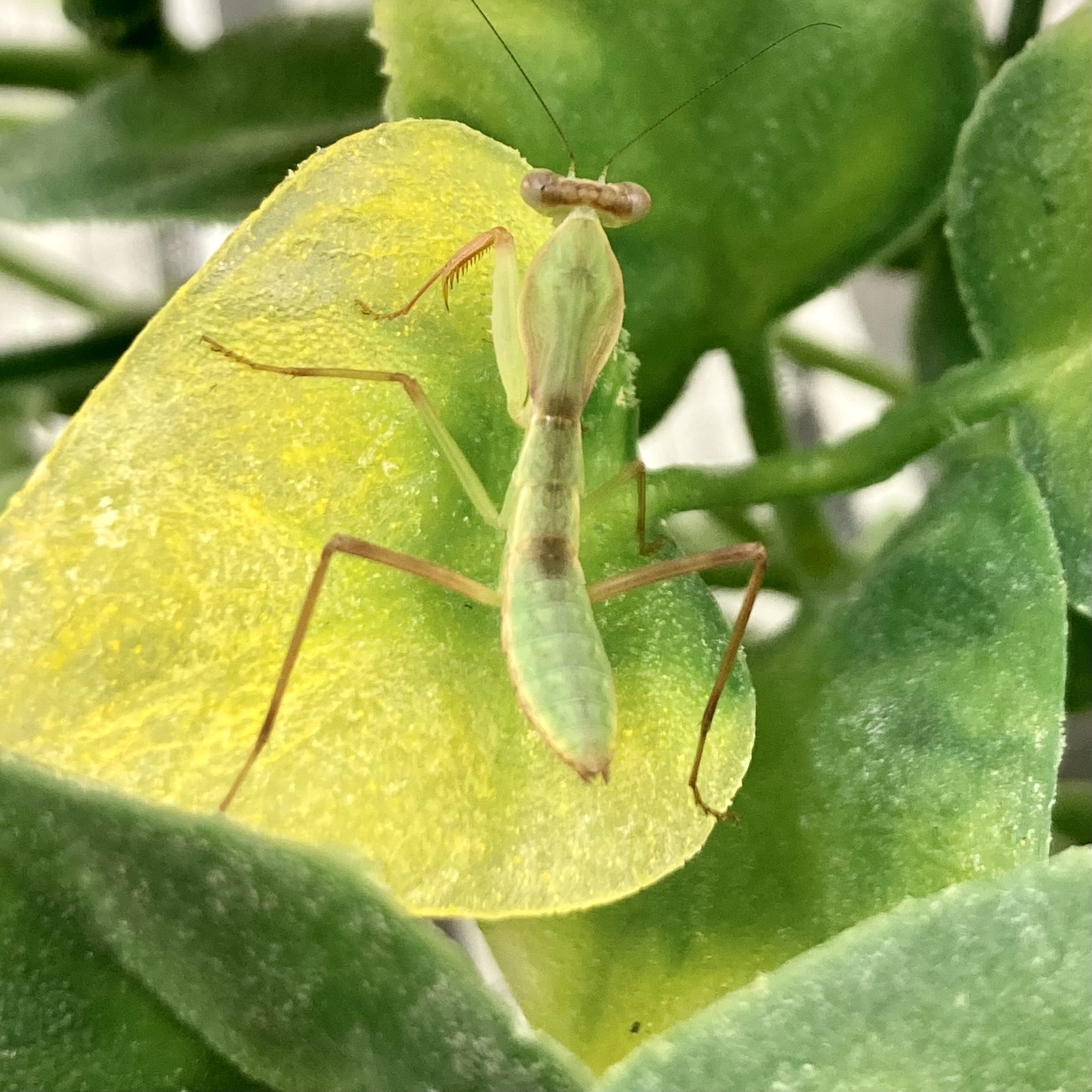 CB Asian Shield Mantis (RL)