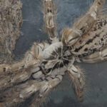 CB 1cm Feather Leg Baboon Tarantula