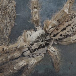 CB 1cm Feather Leg Baboon Tarantula