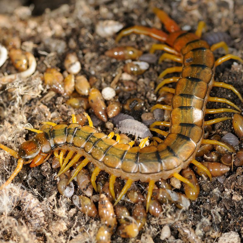 WC Mediterranean Banded Centipede
