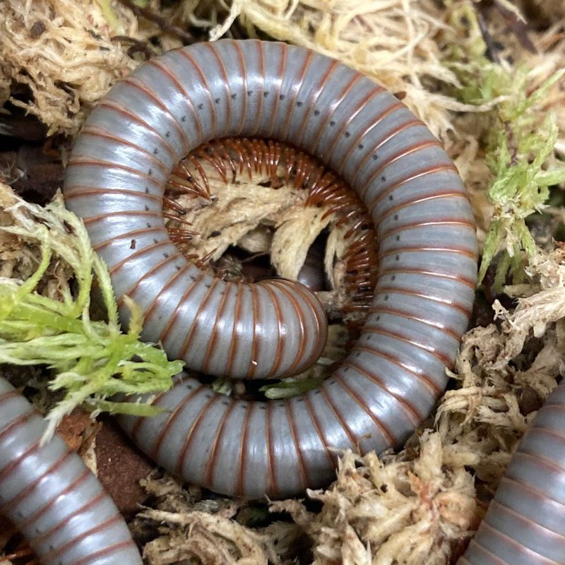 WC Violet Millipede