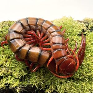 WC Cherry Red Centipede