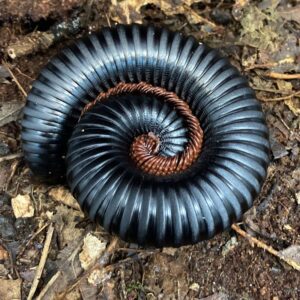 WC Giant Matt Black Millipede