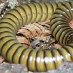 WC African Olive Millipede