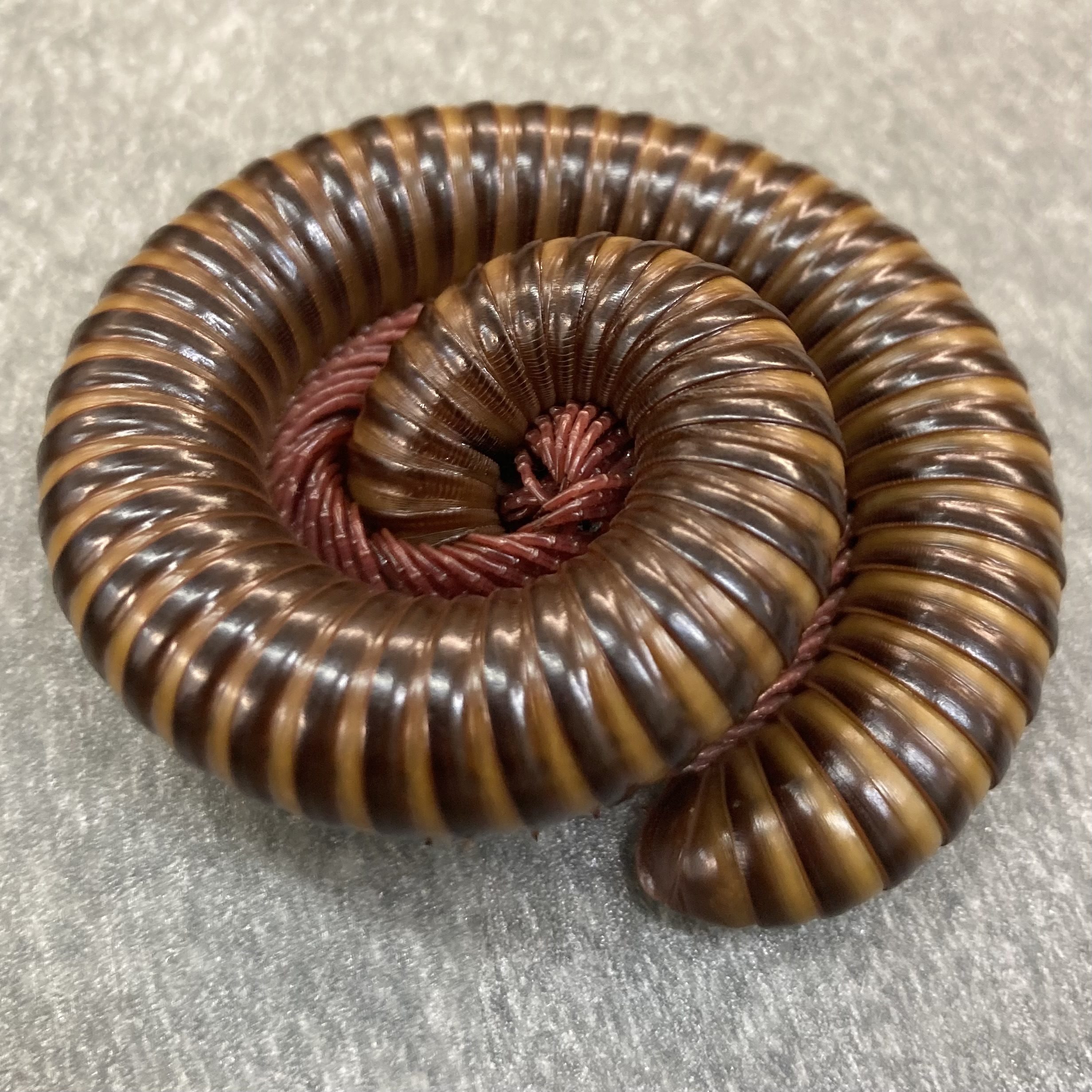 WC Cameroon Rosy Leg Millipede