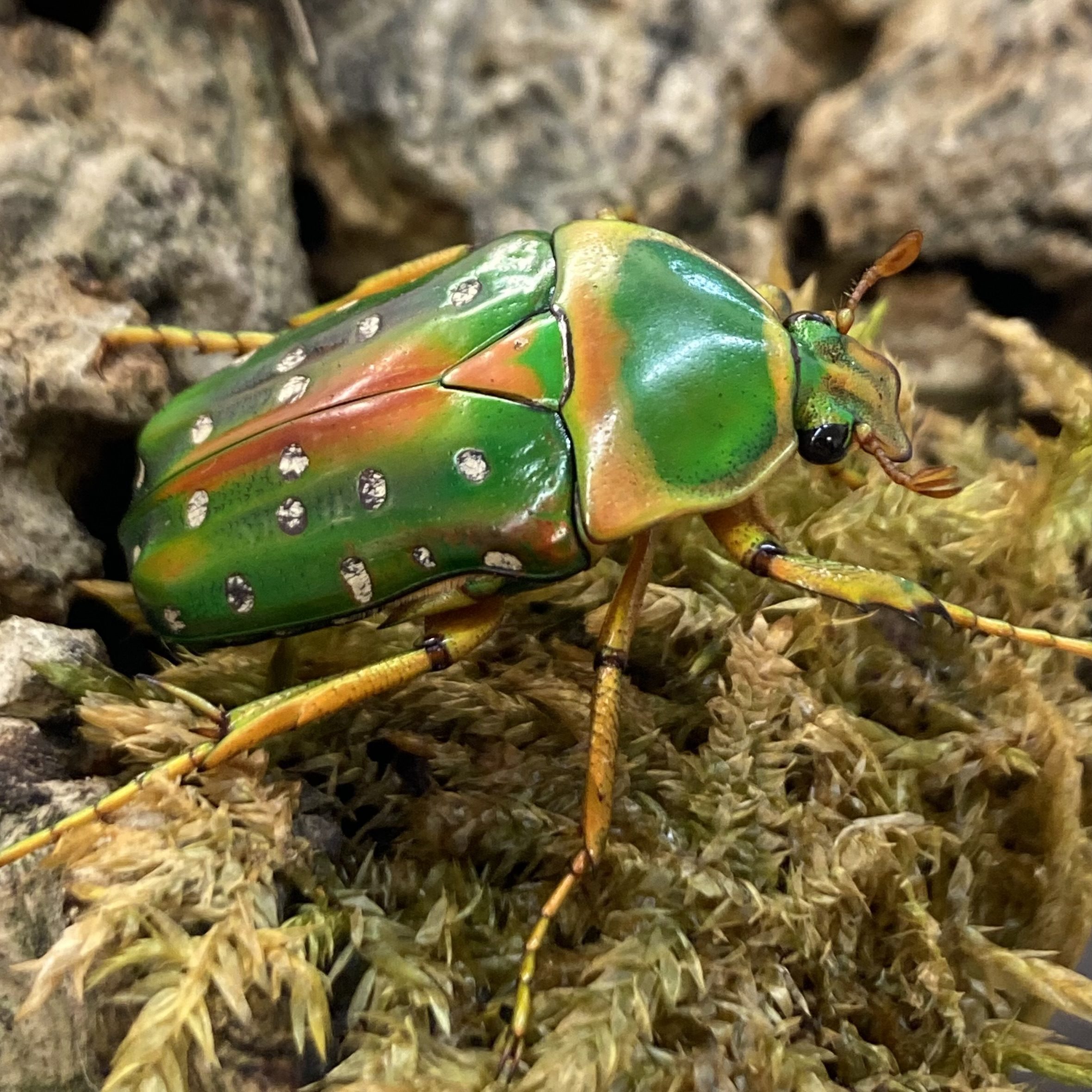 WC Spotted Flower Beetle