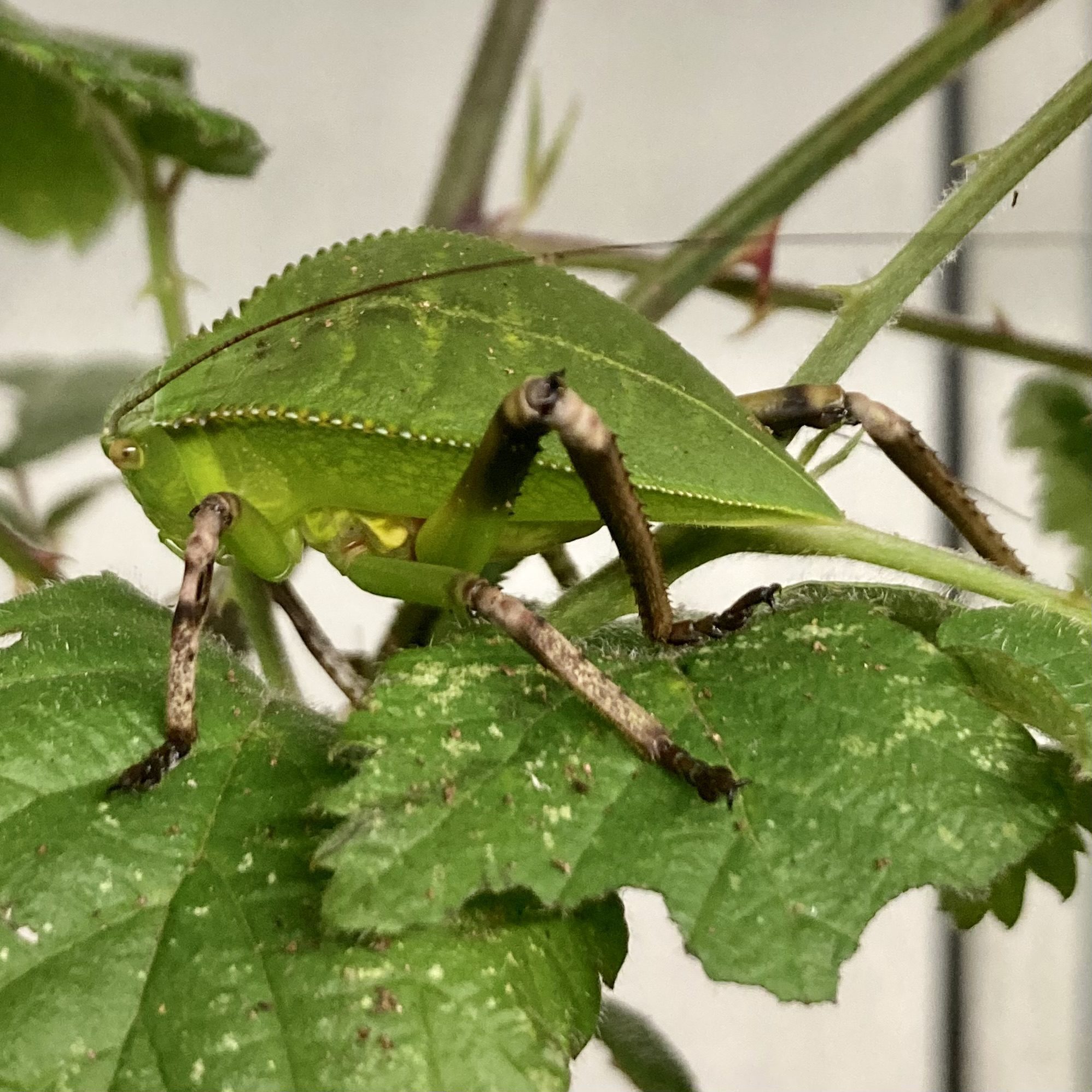 CB Giant Hooded Katydid