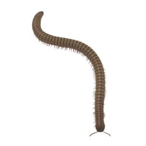CB African Olive Millipede