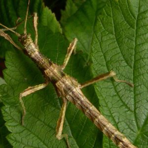 CB Sunny Stick Insect - PB