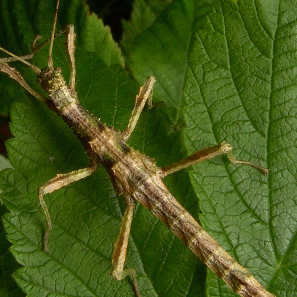 CB Sunny Stick Insect - PB CB Sunny Stick Insect - PB