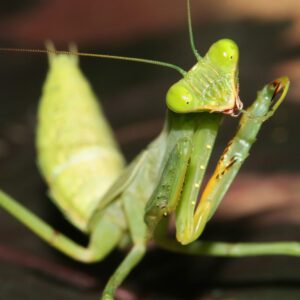 CB Pale Ladybird Spider