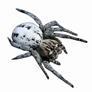 CB Pale Ladybird Spider (1cm)