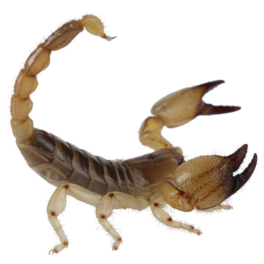 WC Gold Large Claw Scorpion