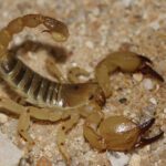 WC Gold Large Claw Scorpion