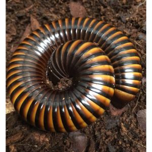 WC Banded Chocolate Millipede