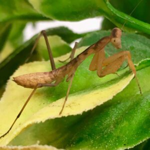 CB Giant African Mantis