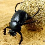 WC Sacred Scarab Beetle