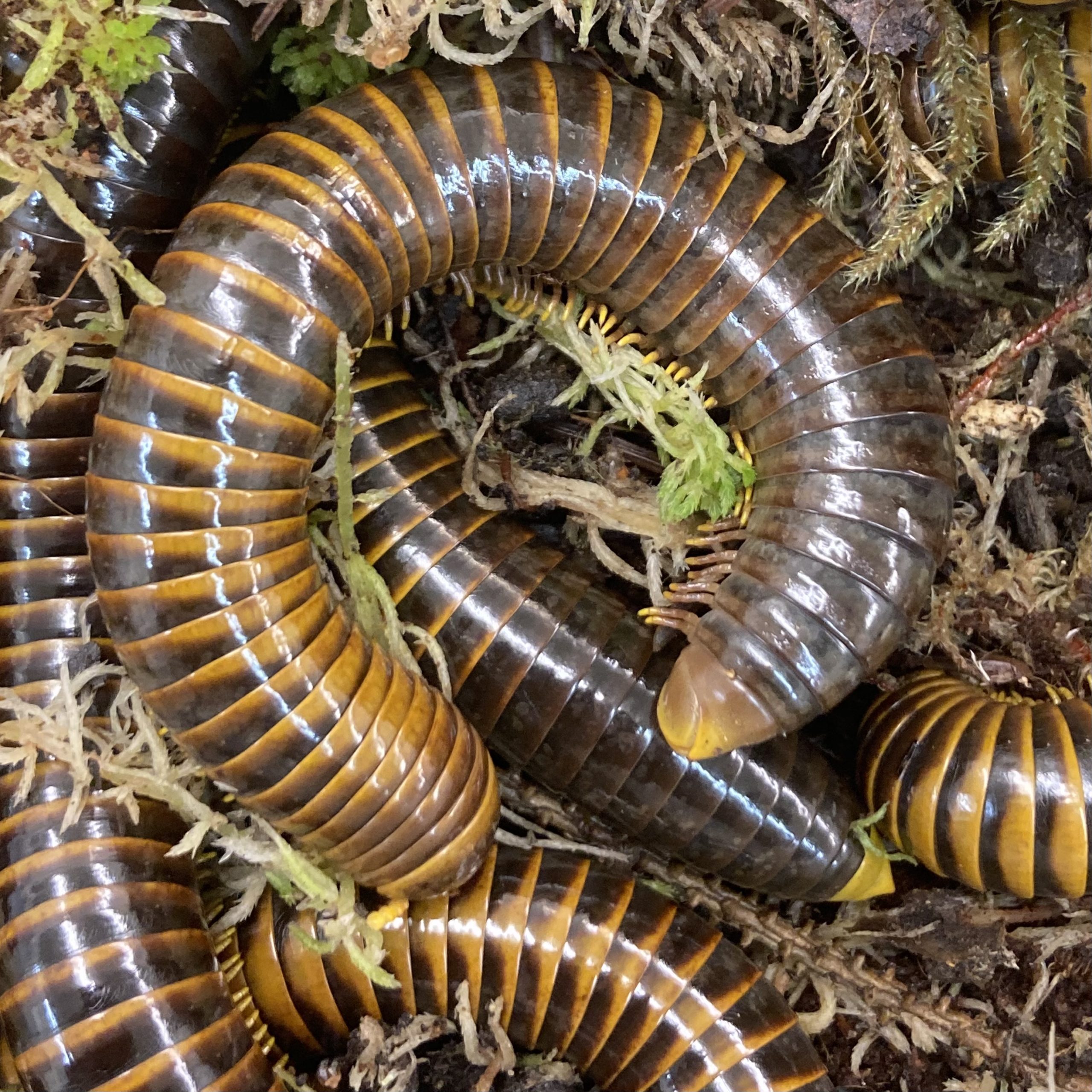 WC Sulawesi Hornet Millipede