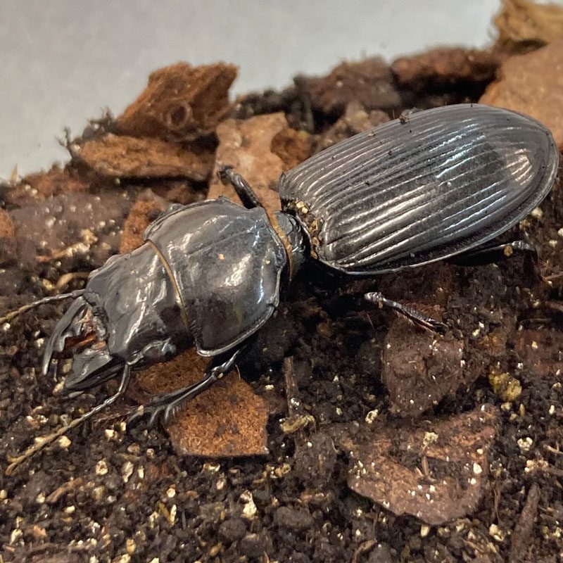 WC Big-Headed Ground Beetle