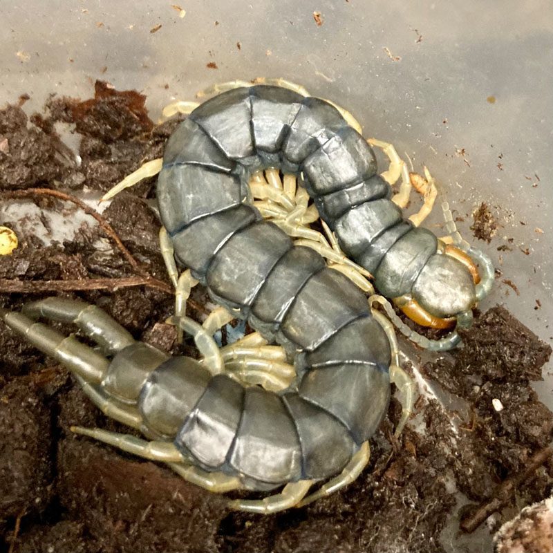 WC Florida Blue Centipede