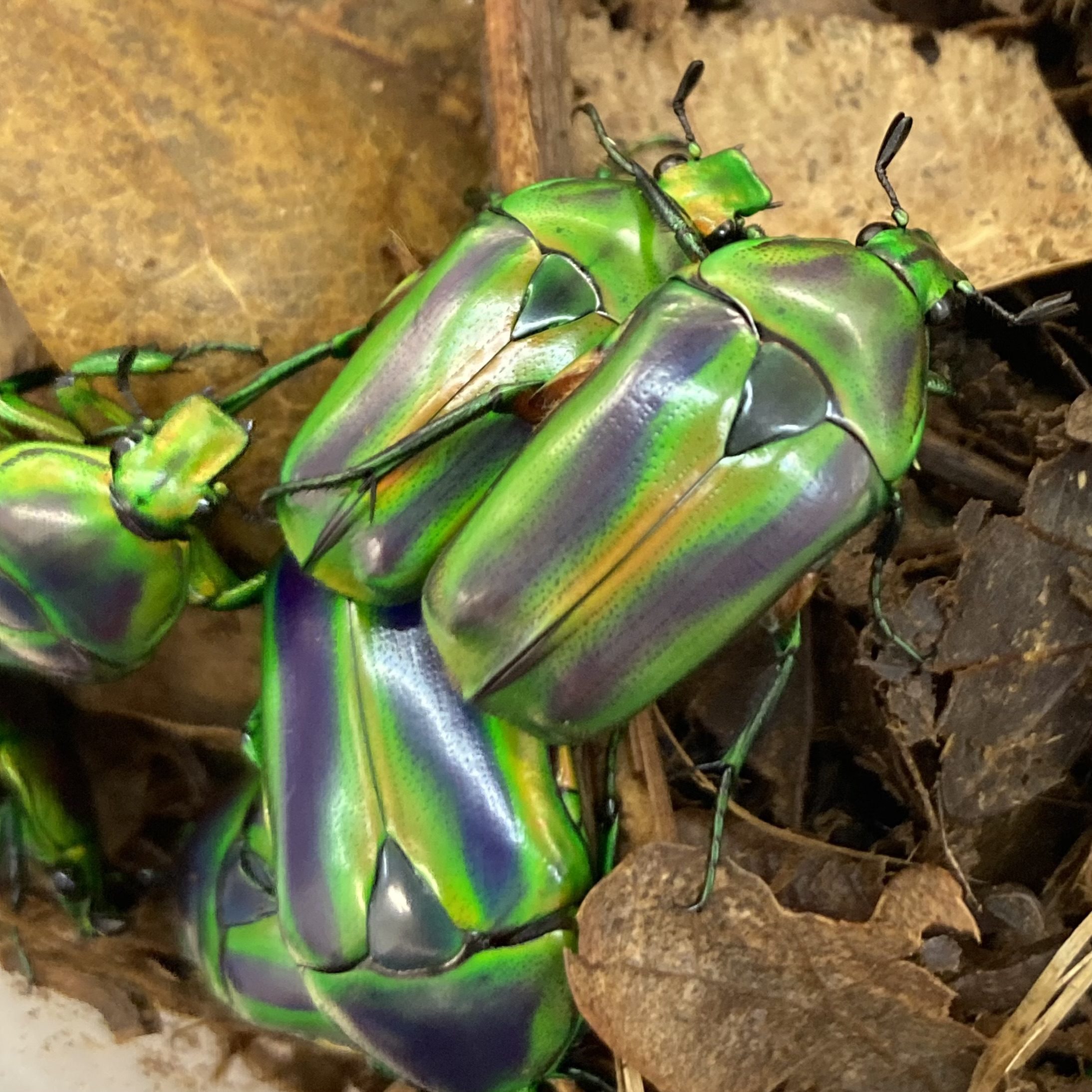 WC Green & Purple Flower Beetle