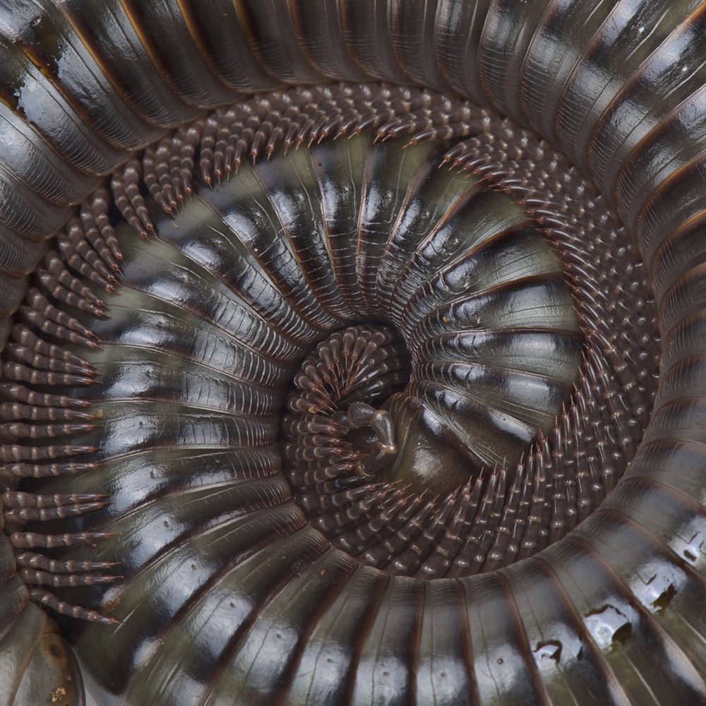 CB Ghana Speckled Millipede