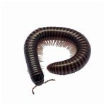 CB Satin Millipede