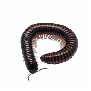 CB Satin Millipede