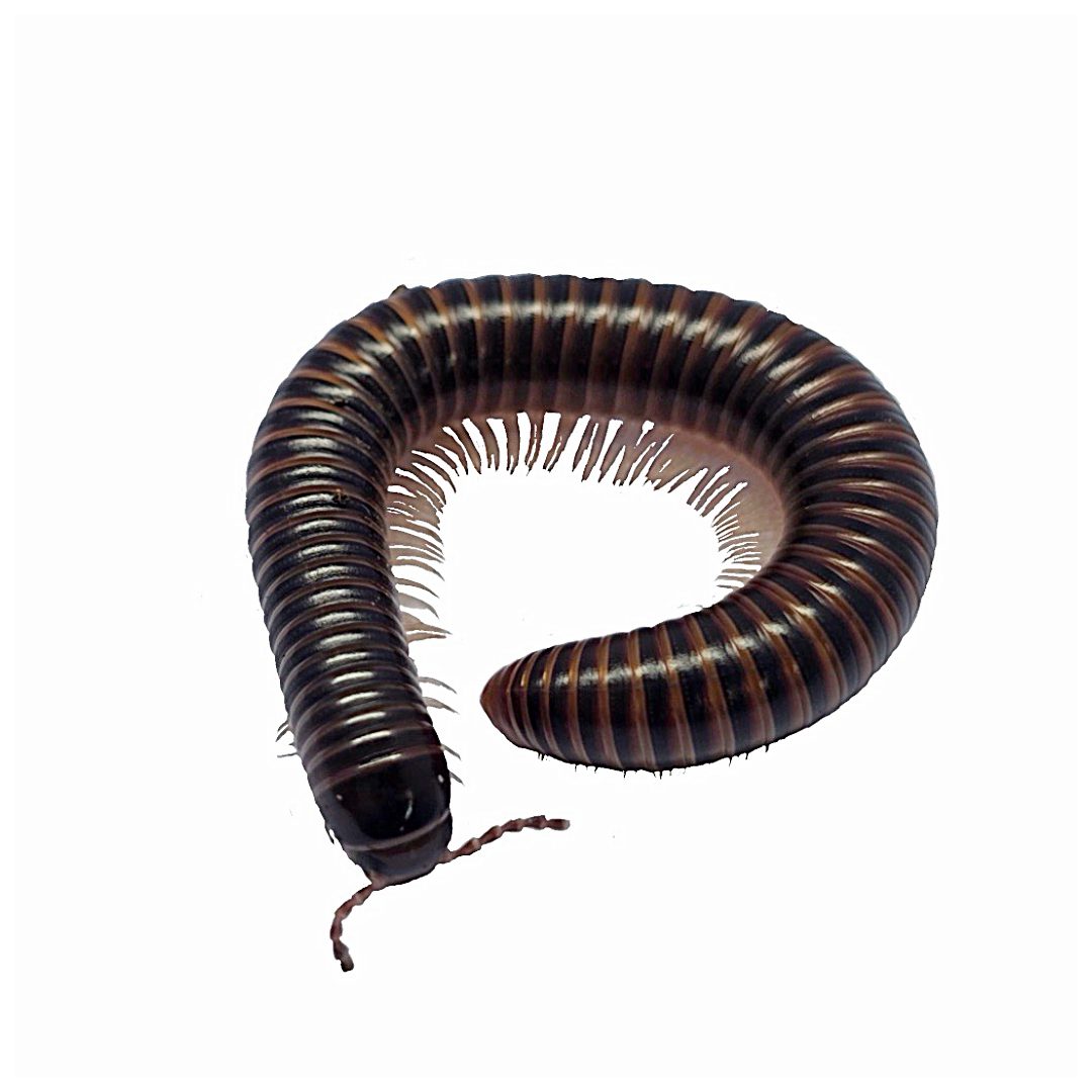 CB Satin Millipede