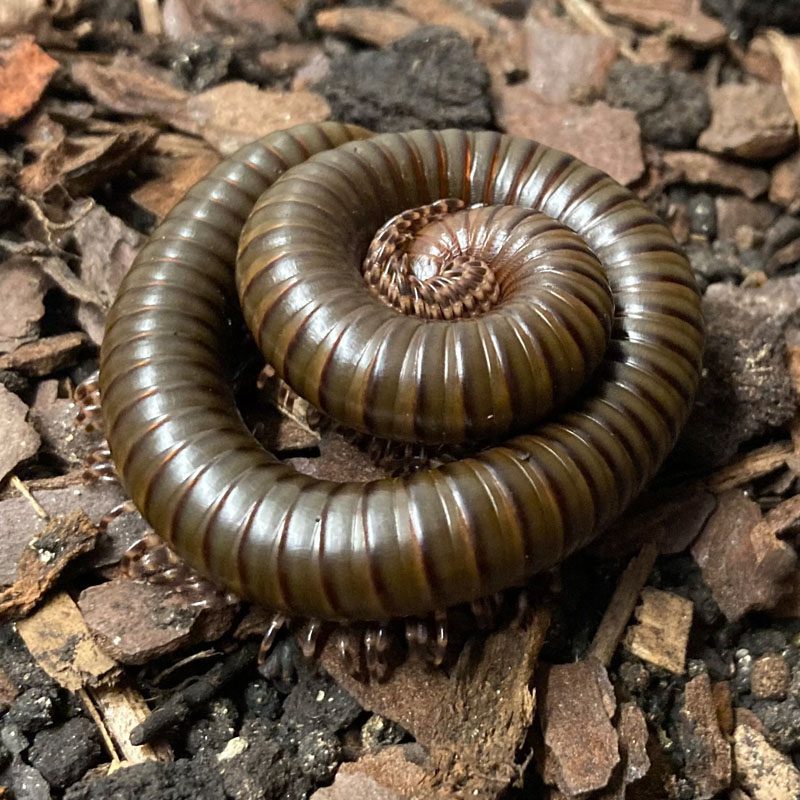 WC Ghana Speckled Millipede