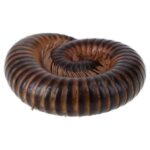 WC Satin Millipede