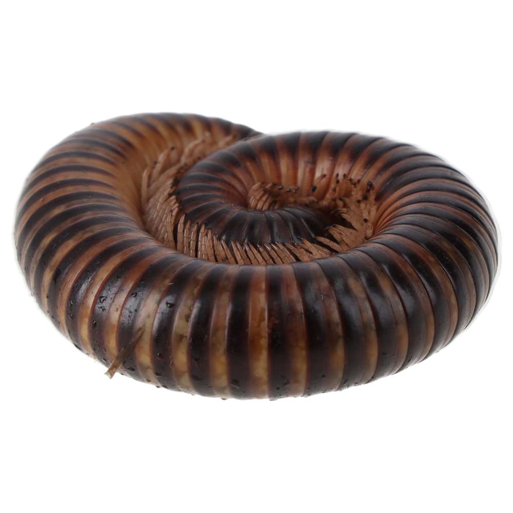 WC Satin Millipede