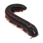 WC Giant Fire Millipede