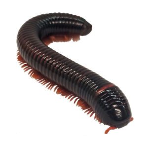 WC Giant Fire Millipede