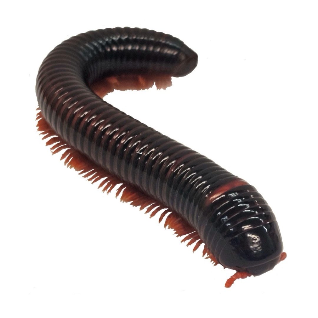 WC Giant Fire Millipede