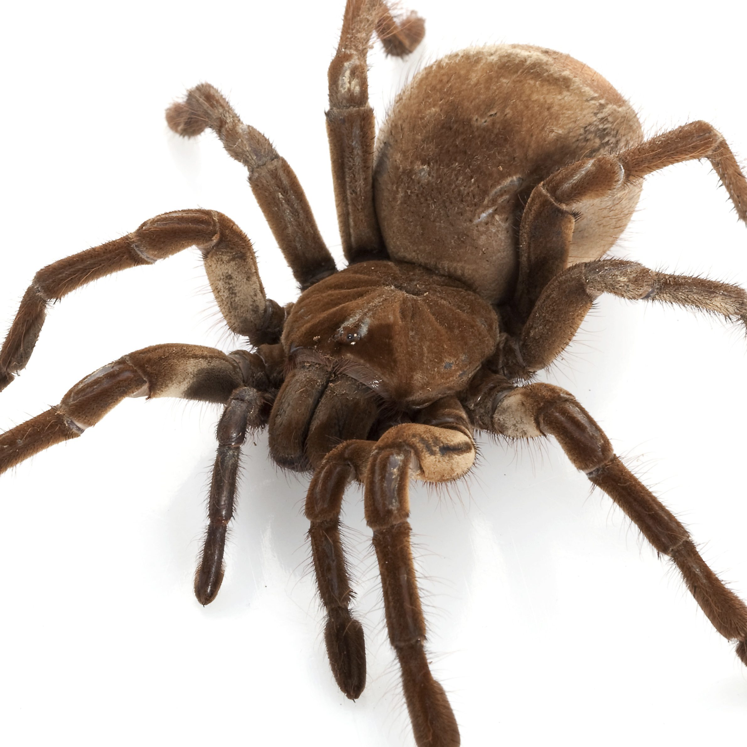 WC Goliath Birdeater Taranula