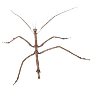 CB B Grade Giant Jianfengling Stick Insect