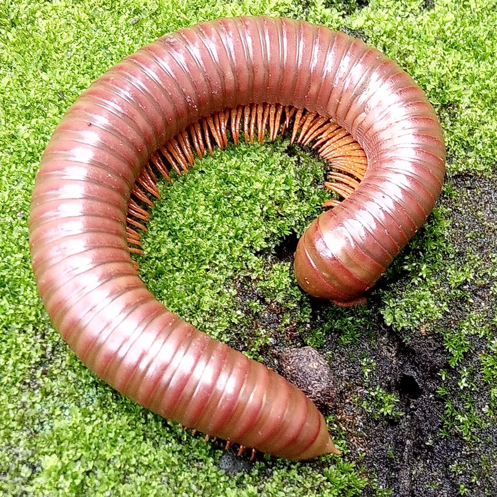 WC Rusty Red Millipede