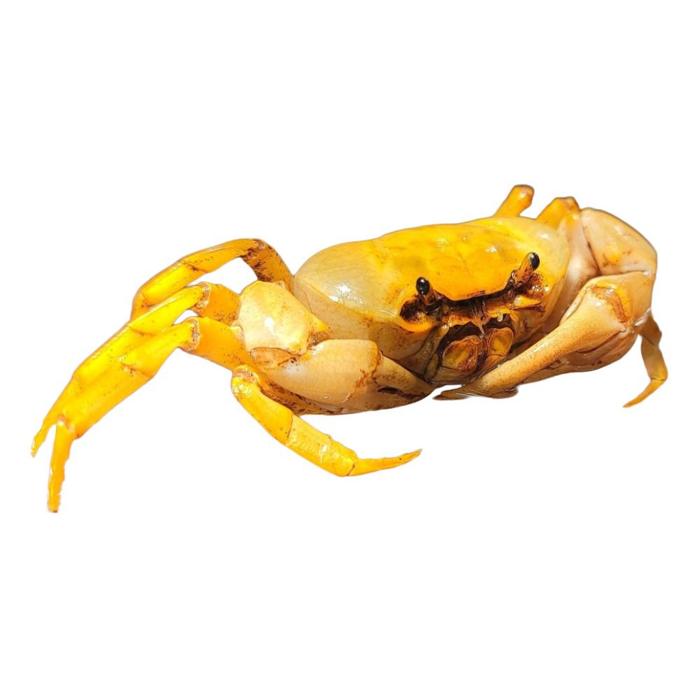 WC Banana Crab