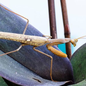 CB Chinese Mantis (TS)
