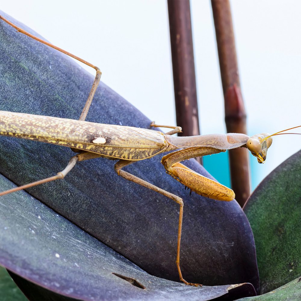 CB Chinese Mantis (TS)
