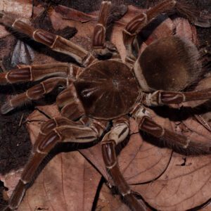 WC Goliath Birdeater Tarantula *B-Grade*