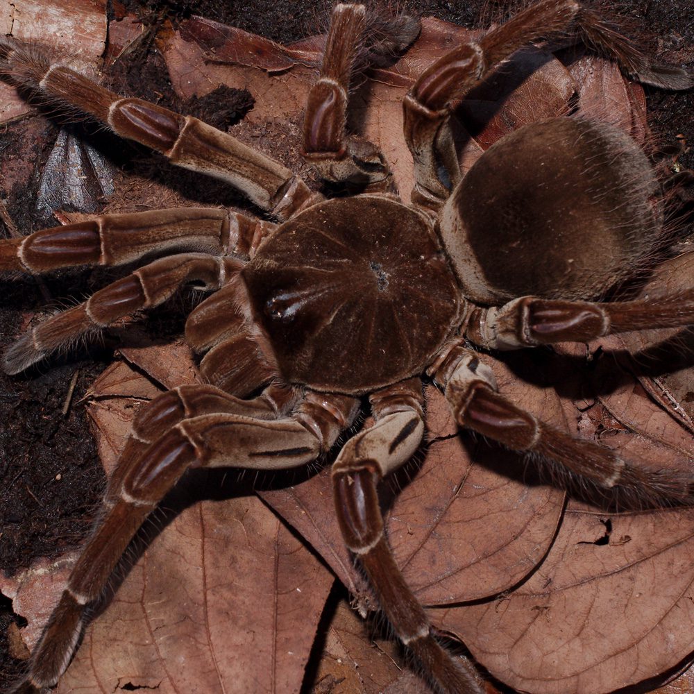 WC Goliath Birdeater Tarantula *B-Grade*