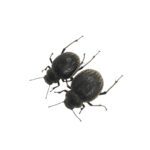 WC Darkling Beetle