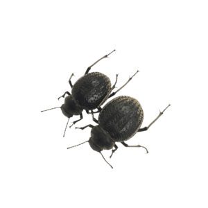 WC Darkling Beetle