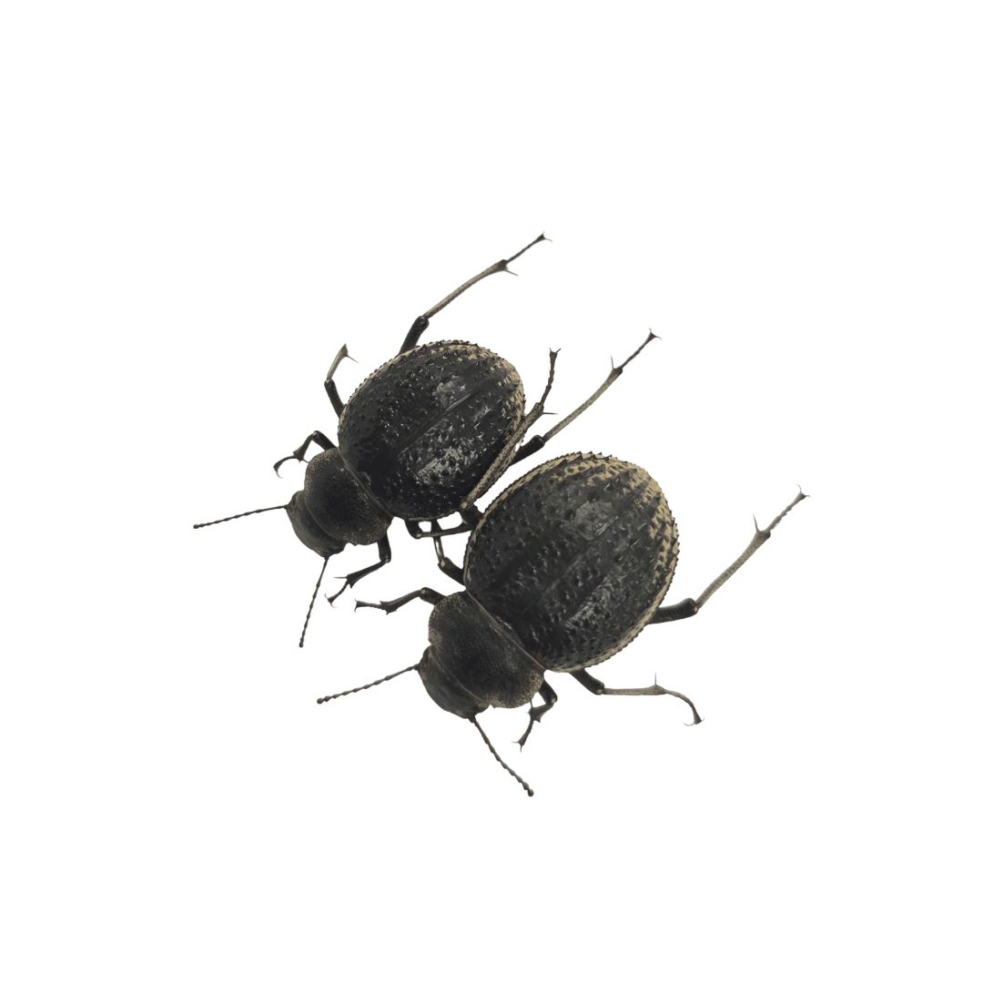WC Darkling Beetle