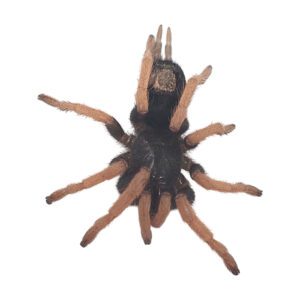 CB Brazilian Pink Leg Tarantula Spiderling