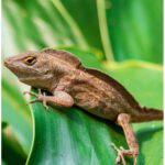 WC Crested Anole